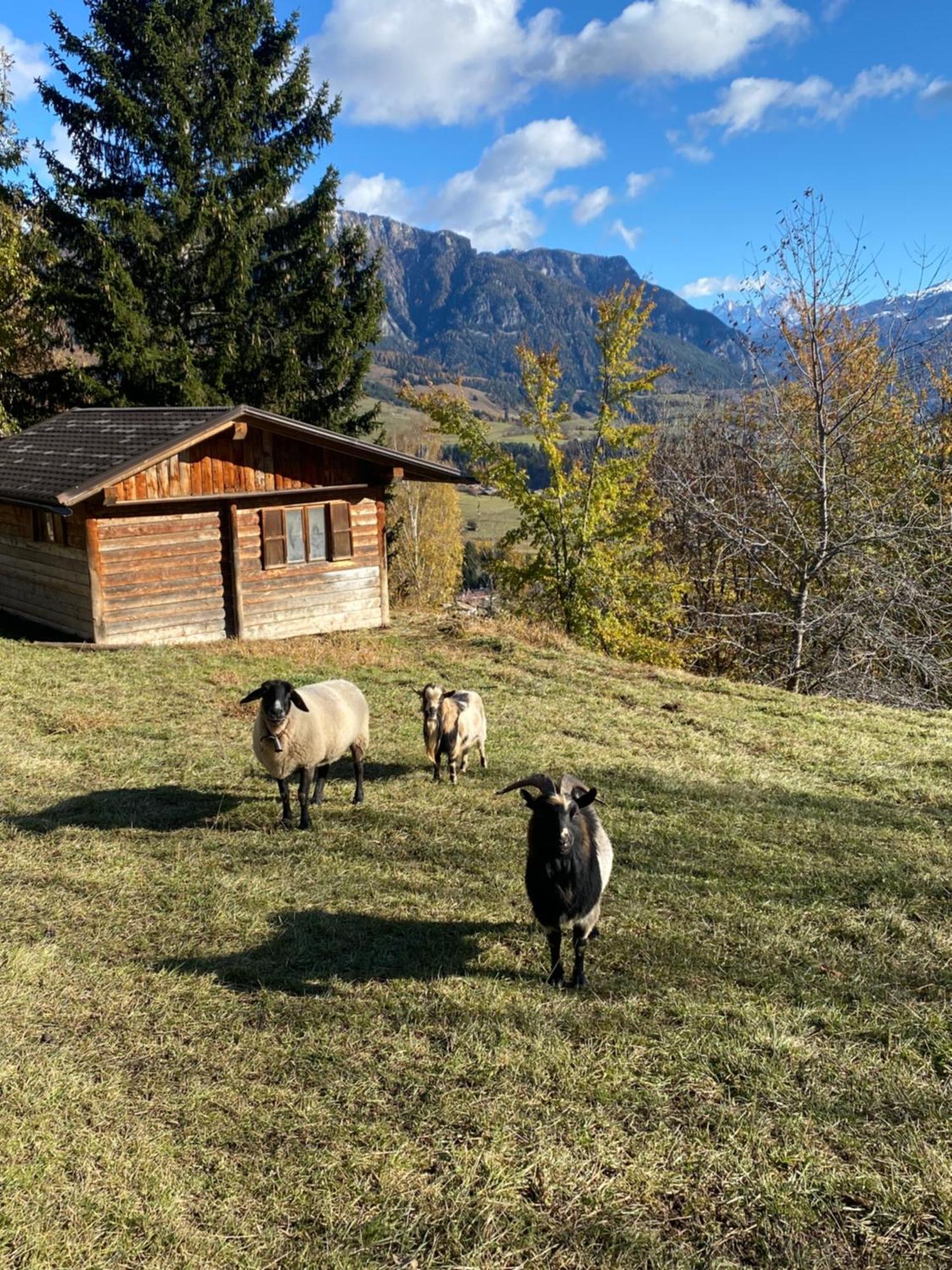 Encia's Dolomiti * Castello-Molina di Fiemme